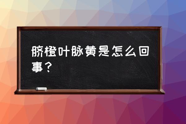 橙子树叶子发黄掉落是什么原因 脐橙叶脉黄是怎么回事？