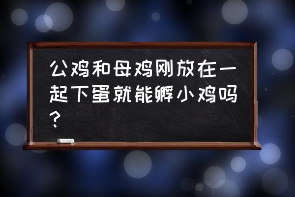 一只公鸡配多少只母鸡种蛋最佳 公鸡和母鸡刚放在一起下蛋就能孵小鸡吗？