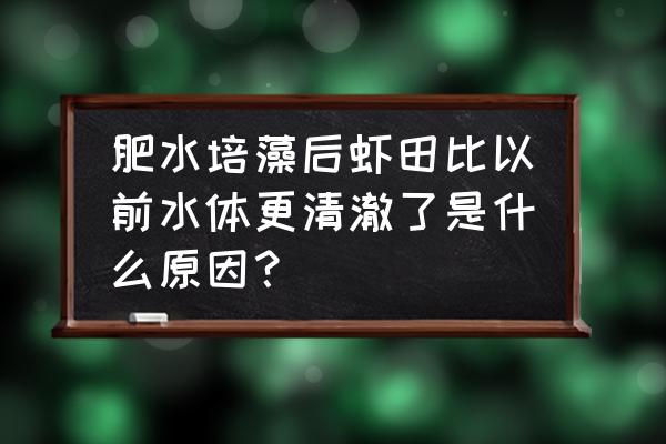 冬天虾田里有青苔怎么办 肥水培藻后虾田比以前水体更清澈了是什么原因？