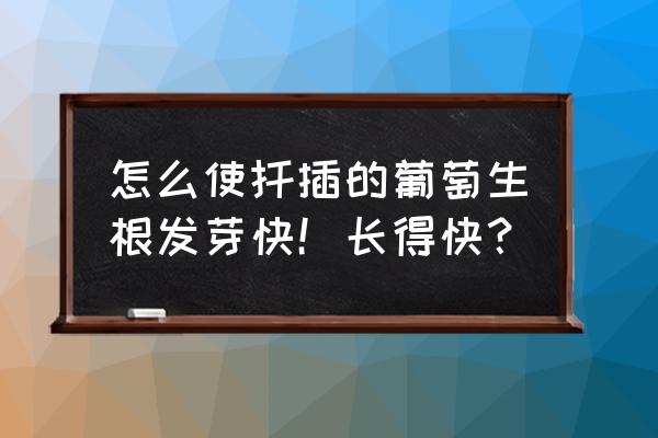 小苗定植快速生根的好方法 怎么使扦插的葡萄生根发芽快！长得快？