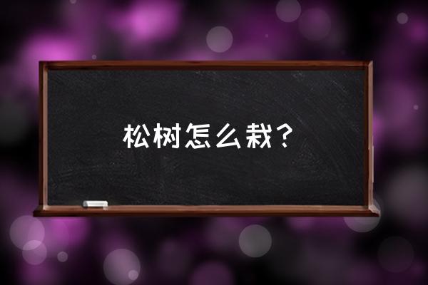 冬天下山松树移栽绝招 松树怎么栽？