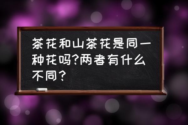 茶花与茶梅哪个品种好 茶花和山茶花是同一种花吗?两者有什么不同？