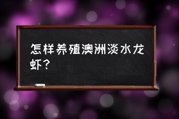 室内养殖澳洲淡水龙虾养殖方法 怎样养殖澳洲淡水龙虾？