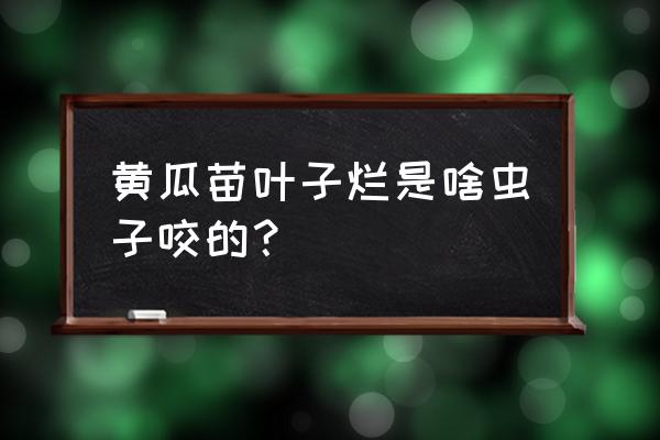 黄瓜苗期虫害的防治 黄瓜苗叶子烂是啥虫子咬的？