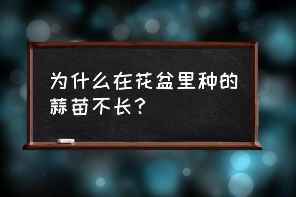 土里生蒜苗的方法 为什么在花盆里种的蒜苗不长？