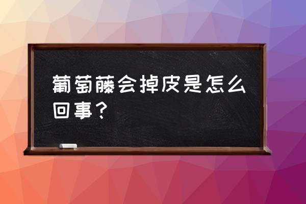 葡萄串子枯萎怎么救活 葡萄藤会掉皮是怎么回事？