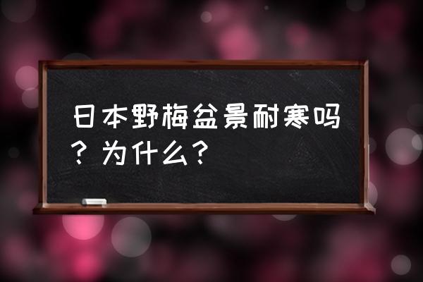 日本野梅盆景怎么养 日本野梅盆景耐寒吗？为什么？