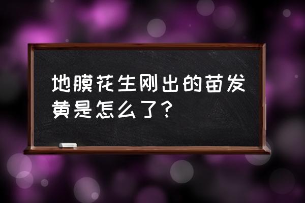 花生小苗发黄是什么病 地膜花生刚出的苗发黄是怎么了？