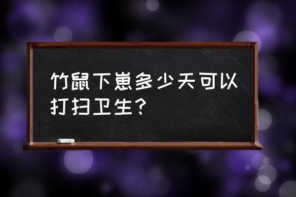 竹鼠养多久可以下崽 竹鼠下崽多少天可以打扫卫生？