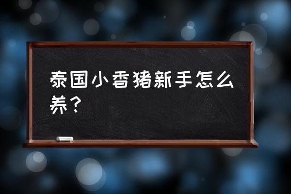 新手养猪建什么样的猪舍 泰国小香猪新手怎么养？