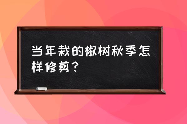 如何修剪上一年的辣椒树 当年栽的椒树秋季怎样修剪？