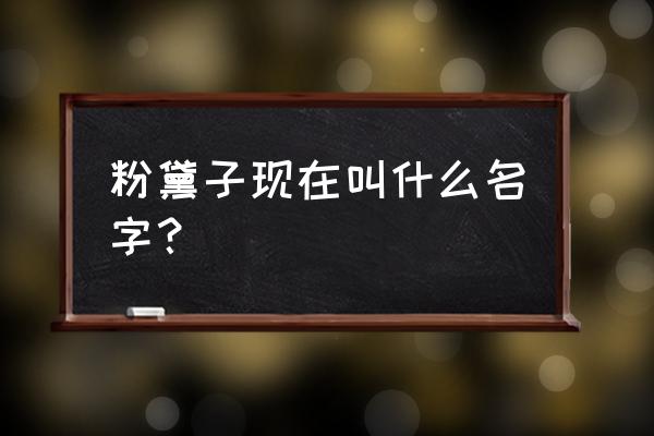 粉黛乱子草种苗怎么种 粉黛子现在叫什么名字？