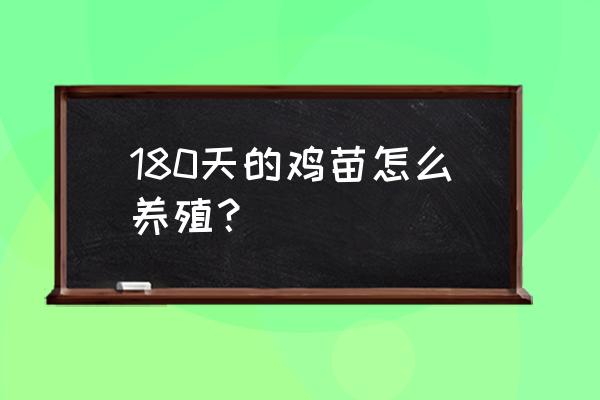 散养雏鸡的正确饲养方法 180天的鸡苗怎么养殖？