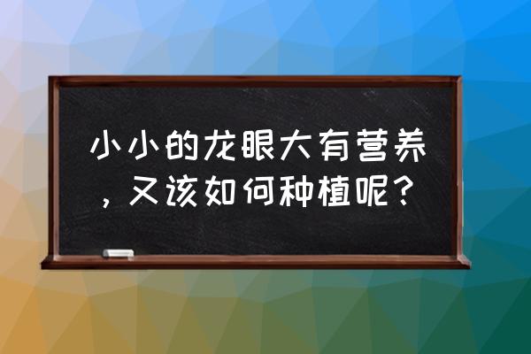 种龙眼苗的正确方法 小小的龙眼大有营养，又该如何种植呢？