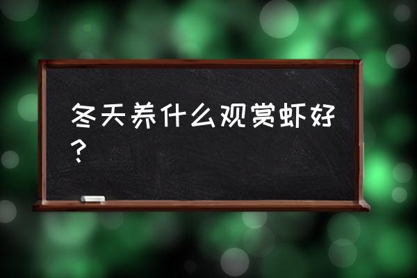 花腰虾耐低温 冬天养什么观赏虾好？