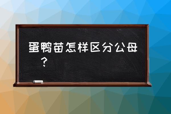 如何快速识别鸭苗公母 蛋鸭苗怎样区分公母_？