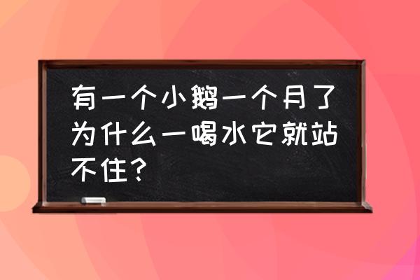 15天小鹅站不起来怎么回事 有一个小鹅一个月了为什么一喝水它就站不住？