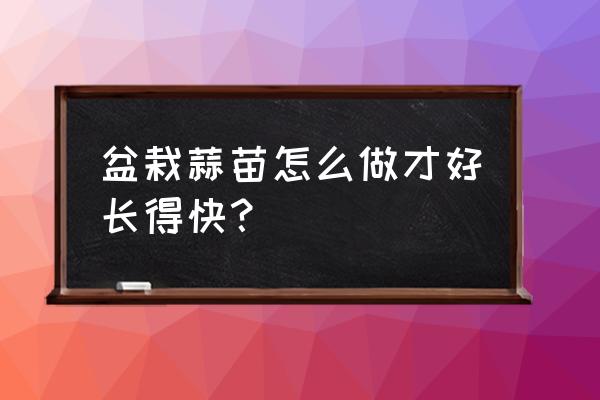 家庭用花盆怎么栽蒜苗 盆栽蒜苗怎么做才好长得快？