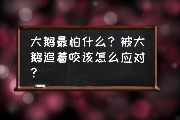 喂大鹅的正确方法 大鹅最怕什么？被大鹅追着咬该怎么应对？