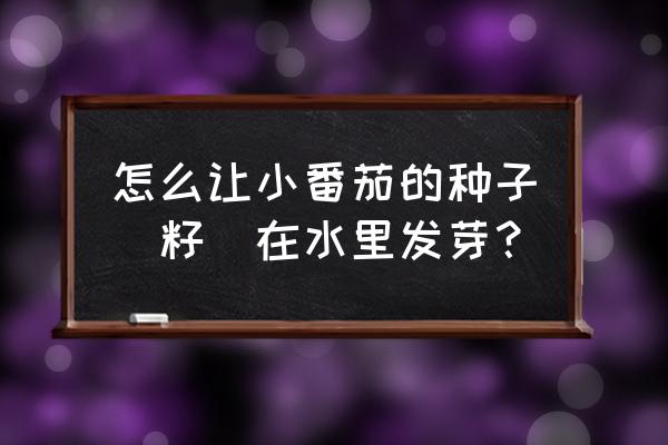 西红柿种子催芽方法 怎么让小番茄的种子（籽）在水里发芽？