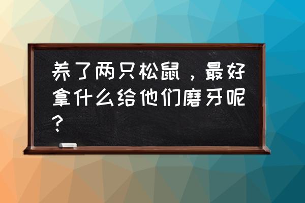 龙猫卡通小蛋糕图片大全可爱 养了两只松鼠，最好拿什么给他们磨牙呢？