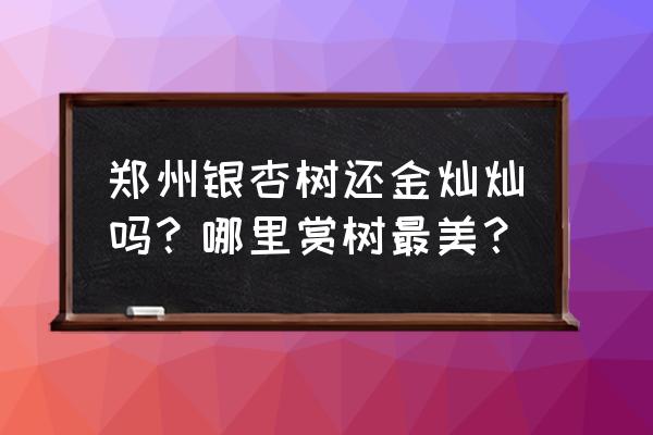 银杏最美的地方在哪里 郑州银杏树还金灿灿吗？哪里赏树最美？