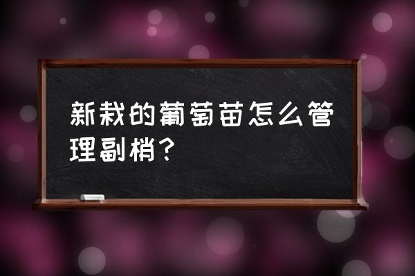 二年葡萄小苗怎样修剪 新栽的葡萄苗怎么管理副梢？