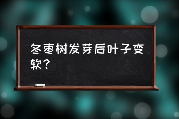 真假冬枣叶子鉴别 冬枣树发芽后叶子变软？