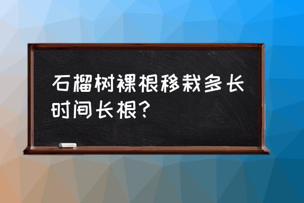 石榴树小苗移栽方法 石榴树裸根移栽多长时间长根？