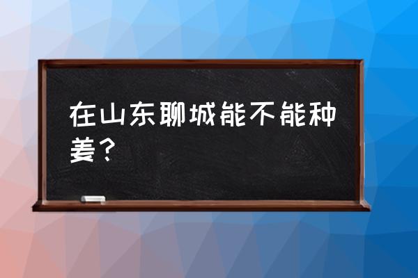 山东种姜技术指导 在山东聊城能不能种姜？