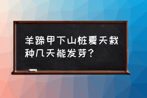 羊蹄甲换盆后怎么养护 羊蹄甲下山桩夏天栽种几天能发芽？