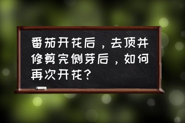 番茄酿西红柿的做法 番茄开花后，去顶并修剪完侧芽后，如何再次开花？