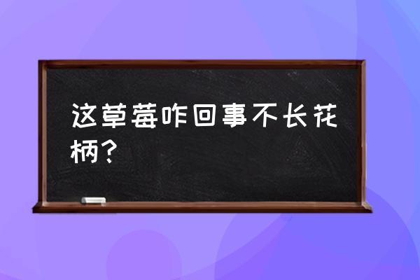 草莓不规则形状都是激素草莓吗 这草莓咋回事不长花柄？