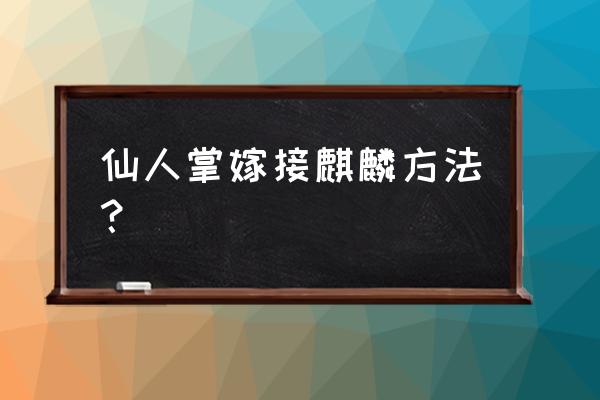 仙人掌嫁接什么最好 仙人掌嫁接麒麟方法？