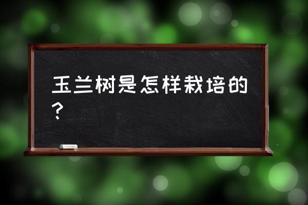 玉兰花树苗什么时间种最好 玉兰树是怎样栽培的？