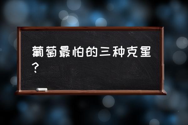 葡萄生长期病虫害防治全程方法 葡萄最怕的三种克星？