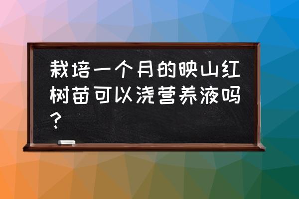 刺激战场给小树苗浇水 栽培一个月的映山红树苗可以浇营养液吗？