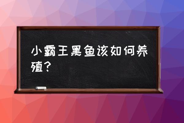 黄颡鱼养殖技术培训 小霸王黑鱼该如何养殖？