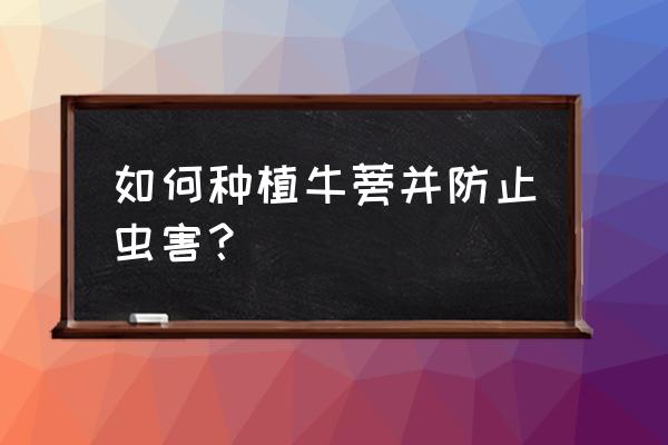 日本如何给果园除草 如何种植牛蒡并防止虫害？