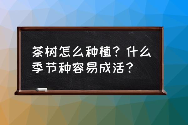 茶树怎么种植什么季节种容易成活 茶树怎么种植？什么季节种容易成活？