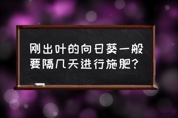 向日葵专用肥可当追肥吗 刚出叶的向日葵一般要隔几天进行施肥？