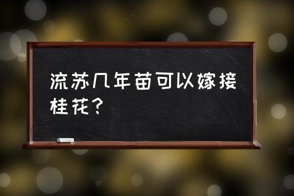 流苏树快速生长的方法是哪种 流苏几年苗可以嫁接桂花？