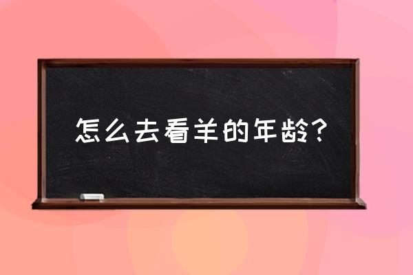 怎样能判断羊下几个羊 怎么去看羊的年龄？