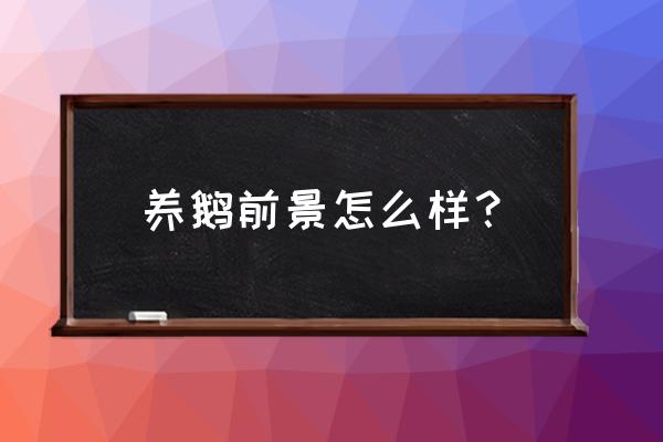 鹅雏怎么培育最好 养鹅前景怎么样？