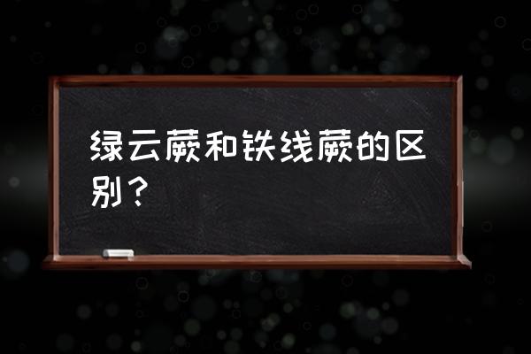 铁线蕨叶子背面长孢子怎么弄下来 绿云蕨和铁线蕨的区别？