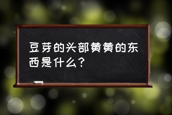 活体豆苗供应商 豆芽的头部黄黄的东西是什么？