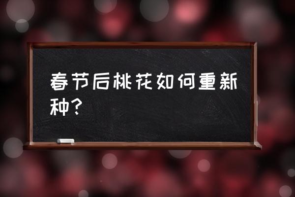 如何让新年桃花开得更旺盛 春节后桃花如何重新种？