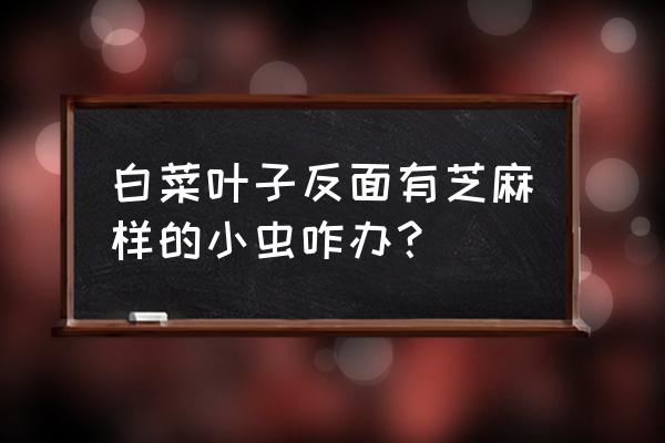 大白菜虫害怎么消灭 白菜叶子反面有芝麻样的小虫咋办？