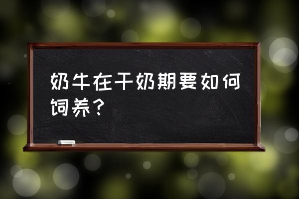 奶牛养殖新手入门 奶牛在干奶期要如何饲养？