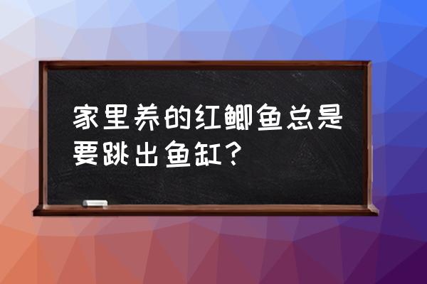 野生鲫鱼在家缸里咋养 家里养的红鲫鱼总是要跳出鱼缸？